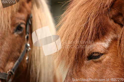 Image of danish horses