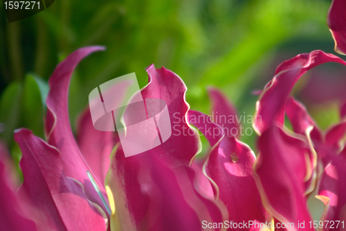 Image of flowers