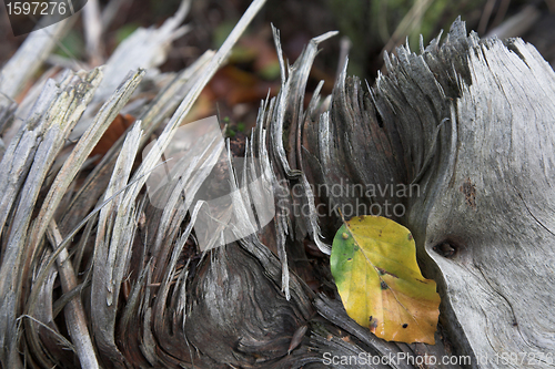 Image of  leaves