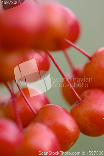 Image of cherry