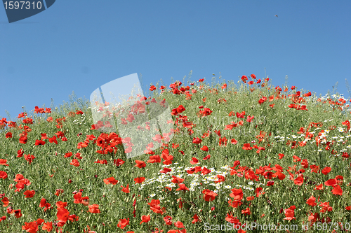 Image of poppies