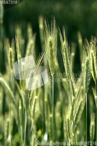 Image of rural denmark