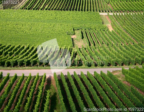 Image of vineyard