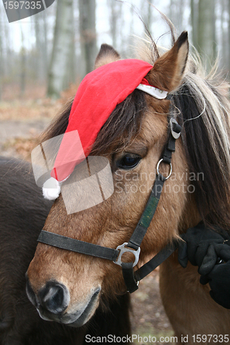 Image of xmas horses 