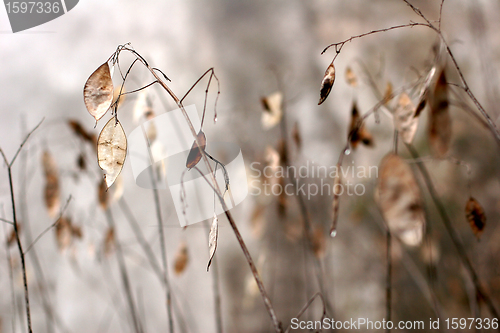 Image of danish landscape01