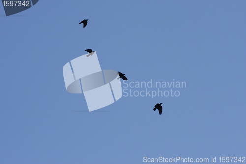 Image of birds