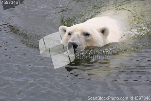 Image of White bear