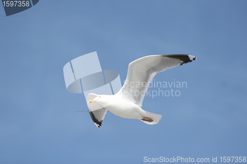 Image of seagull