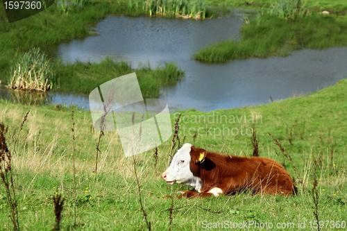 Image of danish cows 