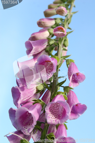 Image of flowers