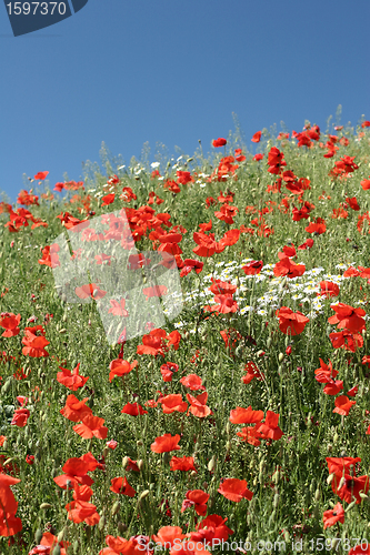 Image of poppies