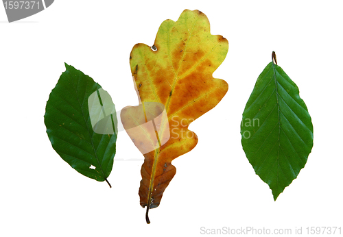 Image of  leaves