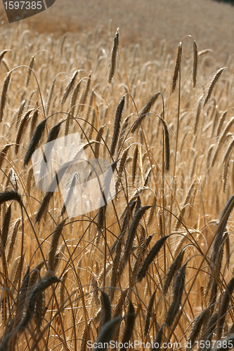 Image of corn filed