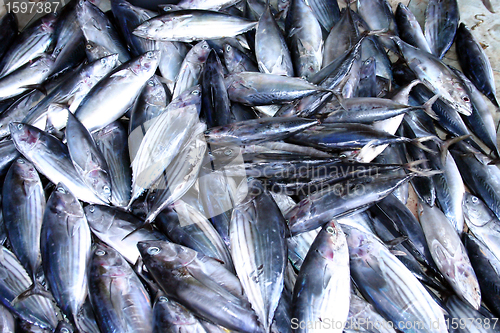 Image of fish
