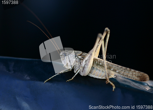 Image of  grasshopper