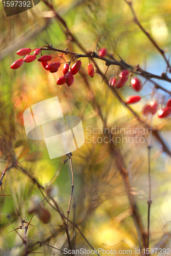 Image of danish landscape01