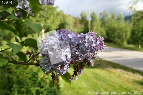 Image of syringa vulgaris