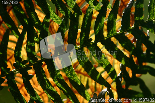 Image of autumn leaves