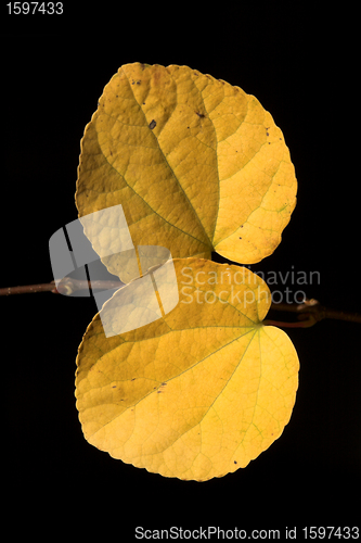 Image of  leaves