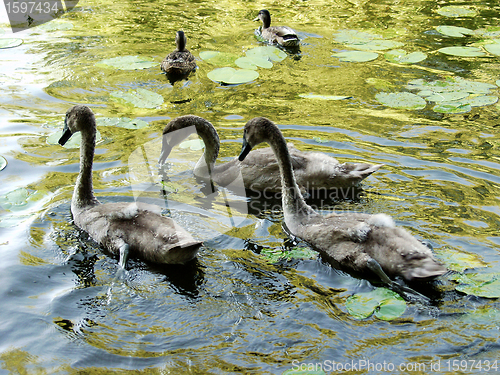 Image of swans