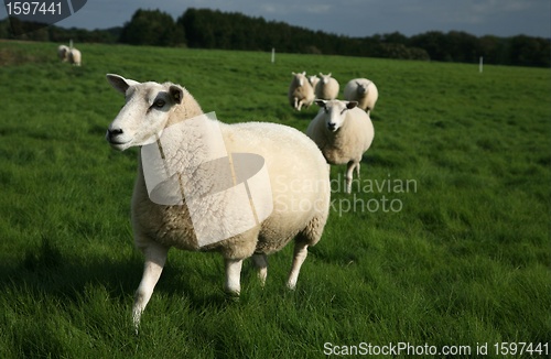 Image of sheep