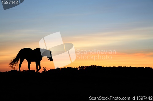 Image of horses