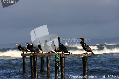 Image of  sea birds