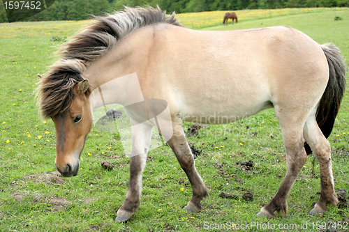 Image of danish horses