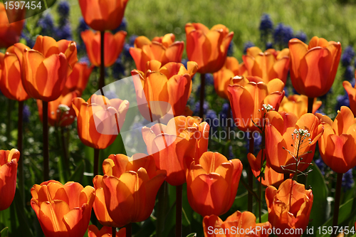 Image of flowers