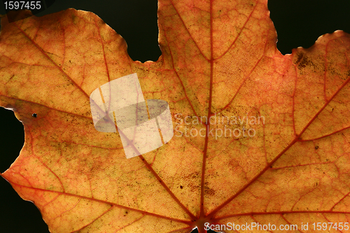Image of autumn leaves