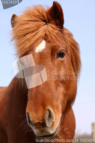 Image of danish horses