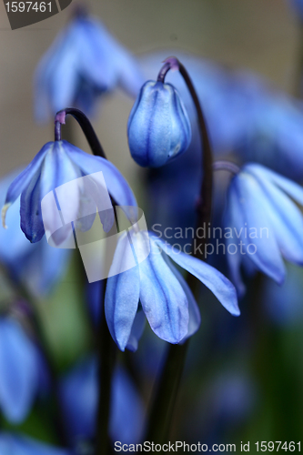 Image of flowers