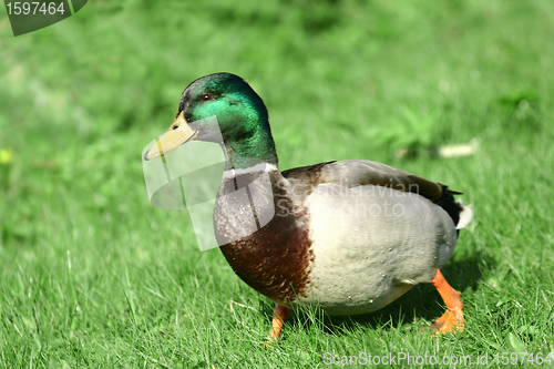 Image of duck