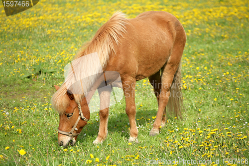 Image of danish horses