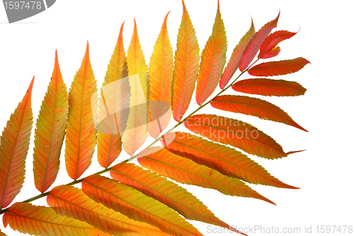 Image of  leaves