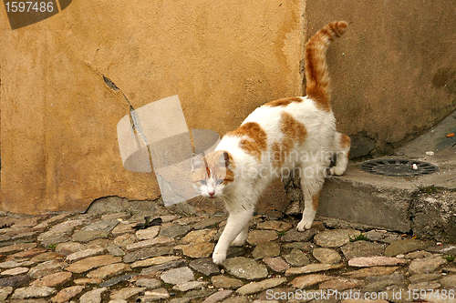 Image of Brown cat