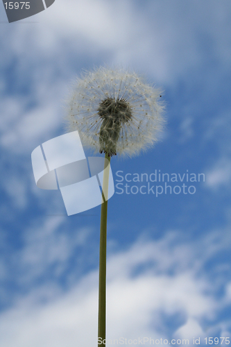 Image of dandelion