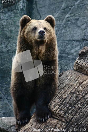 Image of zoo
