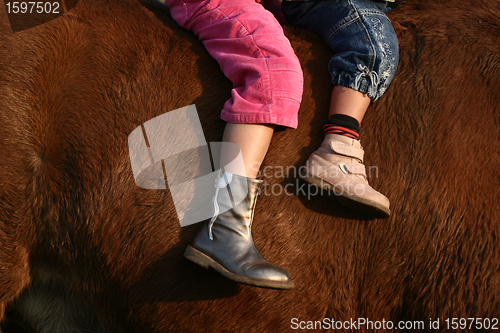 Image of danish horses 