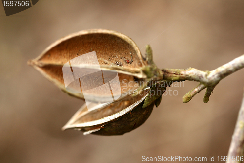 Image of branches