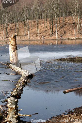 Image of in the forest