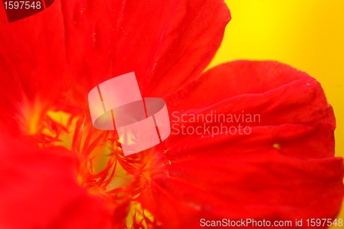 Image of flower closeup