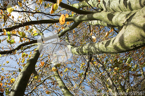 Image of autumn leaves