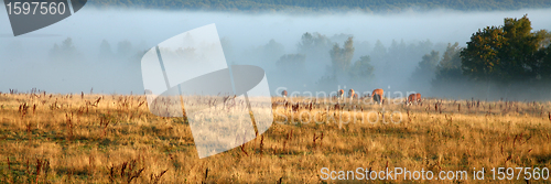 Image of Danish cows in the fog