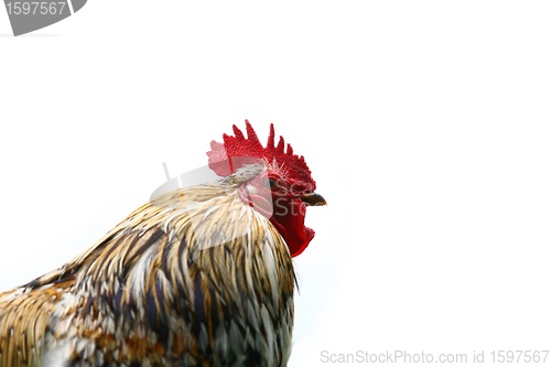 Image of Cock