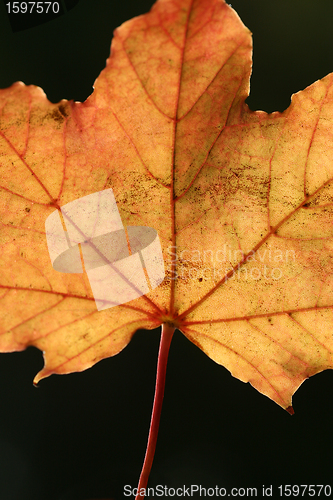 Image of autumn leaves
