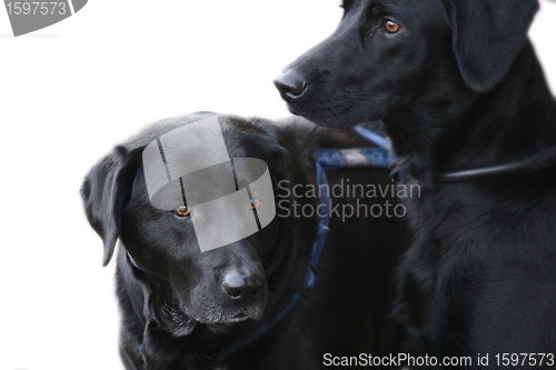 Image of Dogs