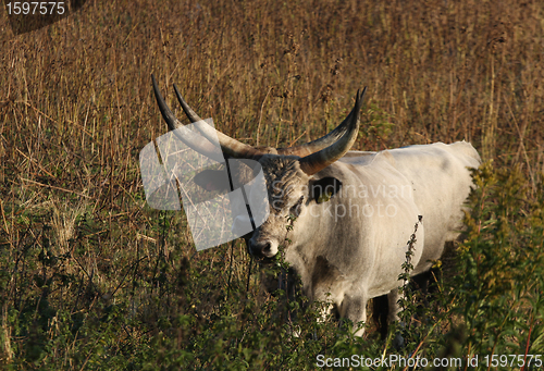 Image of Cows 