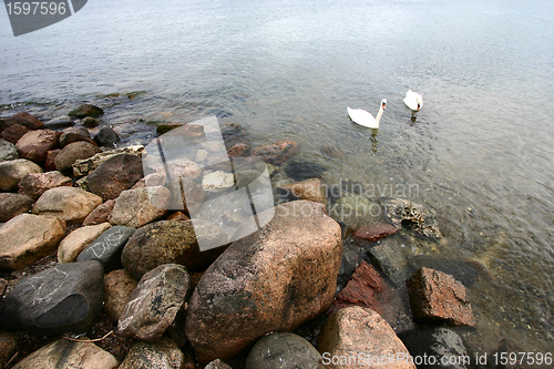 Image of sea swans