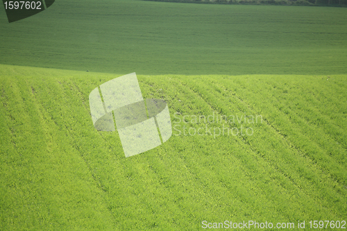 Image of grass